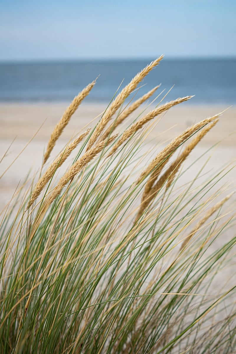 Beachfront Magic
